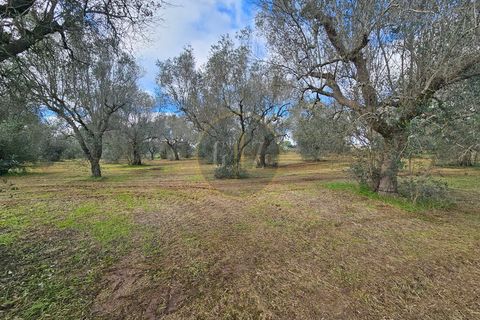 Tomt i Martano, Lecce, Martano - € 55 000 | Ref: TR002 - foto 8